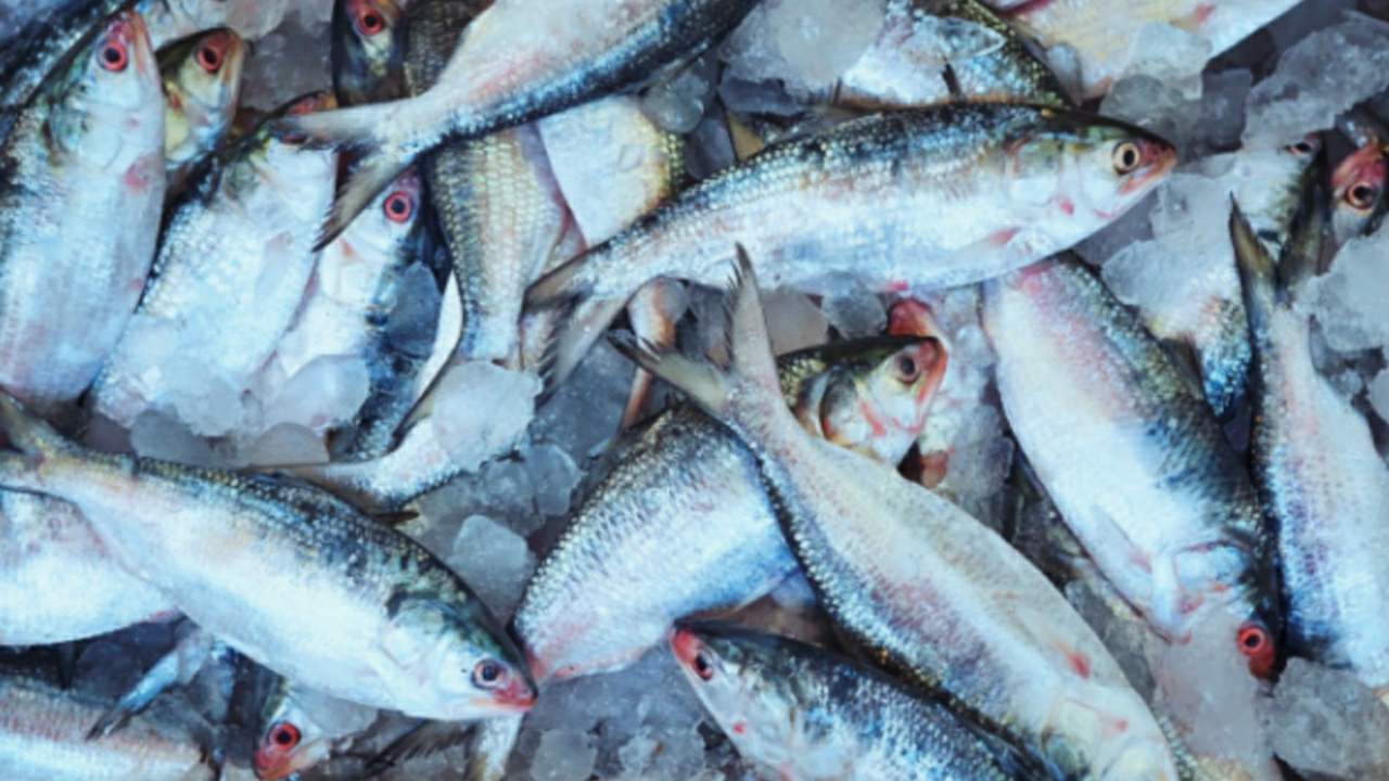 How much hilsa fish imported from Bangladesh
