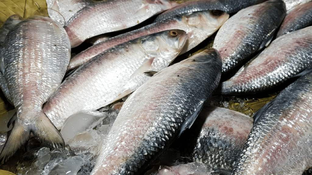 How much hilsa fish imported from Bangladesh