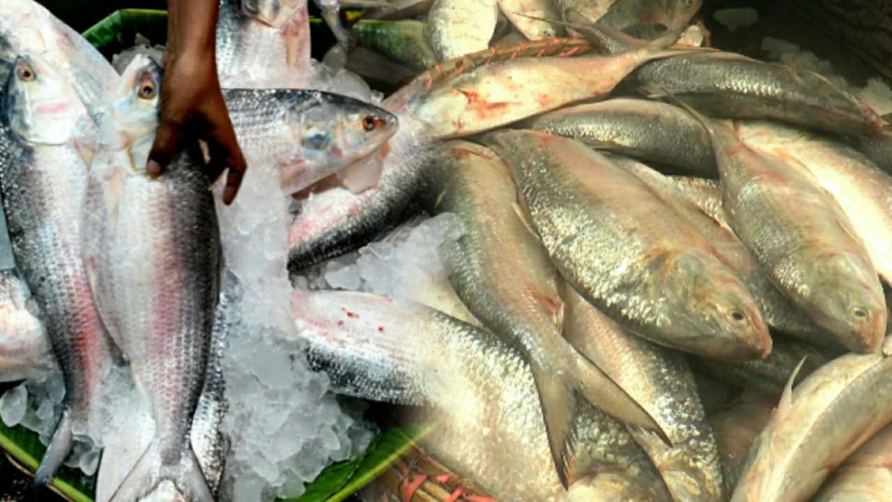 Hilsa fish are decreasing in sea and rivers