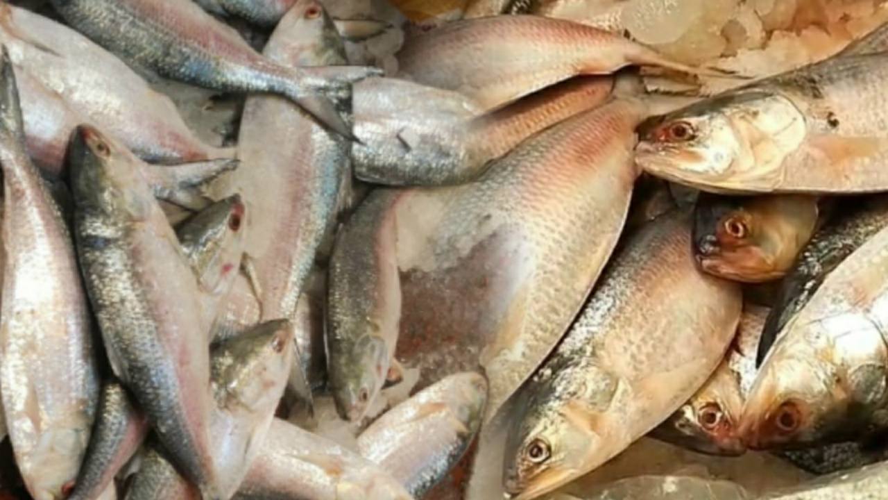 Fishermen again going to sea for hilsa fish