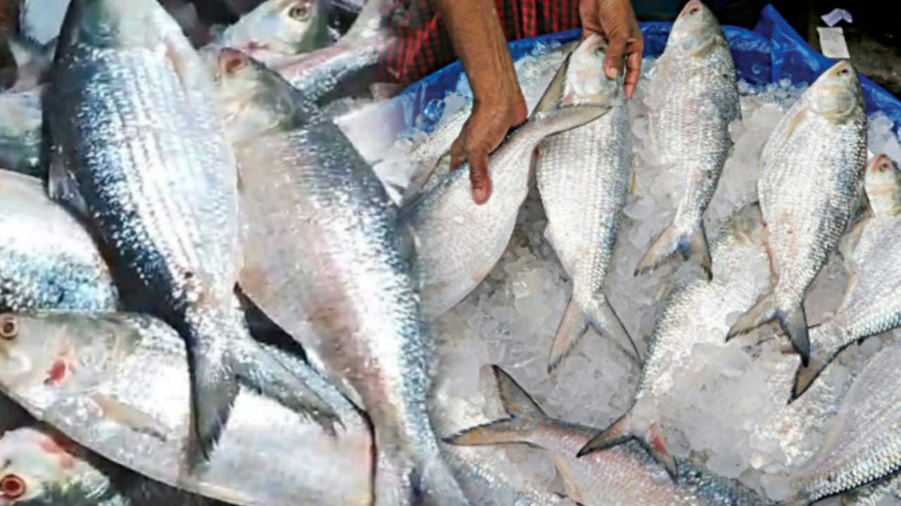 Hilsa fish saving campaign causing trouble in Bangladesh nra