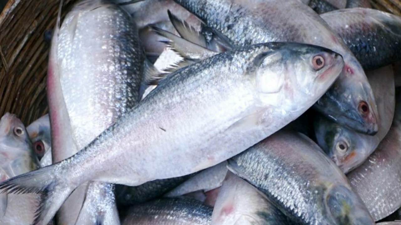 Big size hilsa fish is coming in market