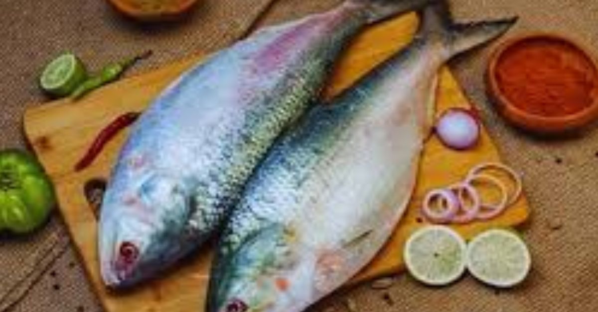 Big size hilsa fish caught in chandpur 