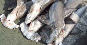 Illegal Shark Hunting Raises Concern in Kakdwip