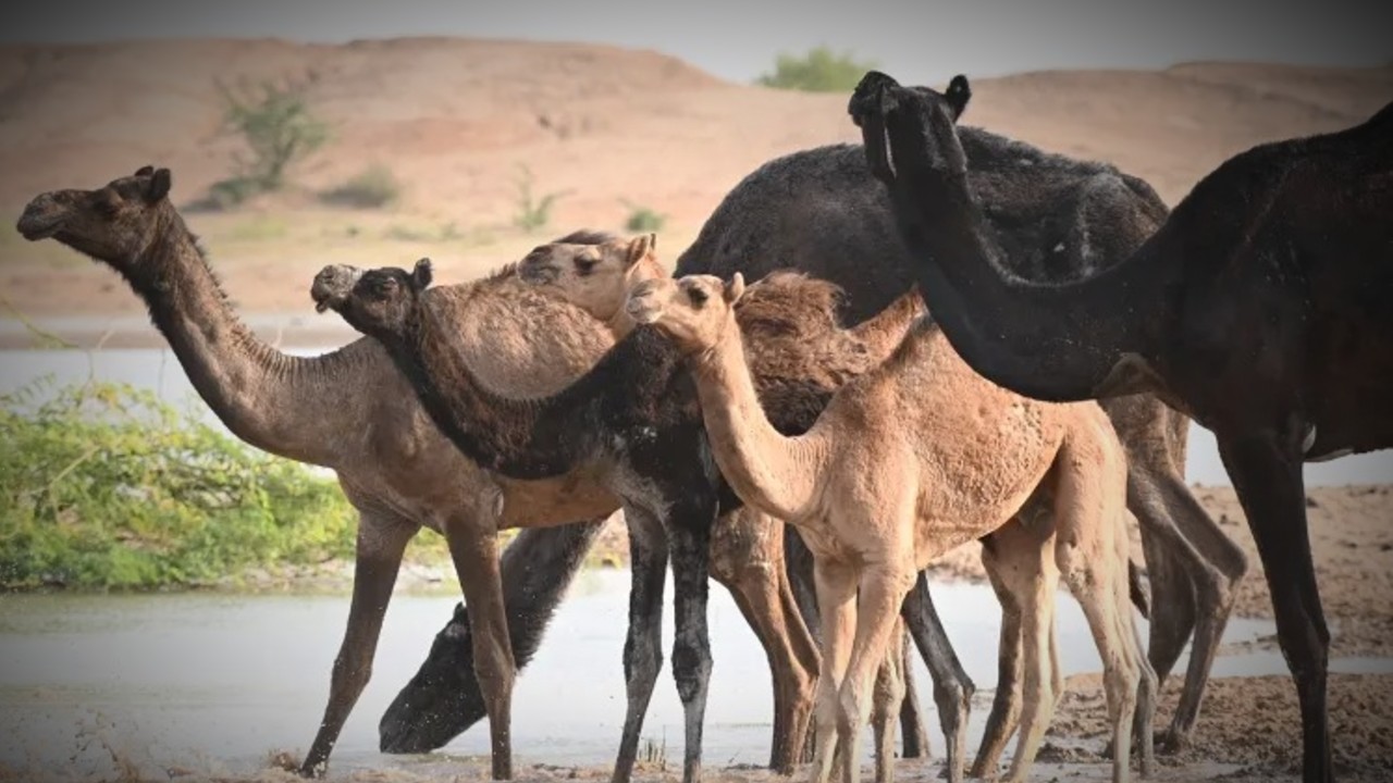 Will camels disappear from India?