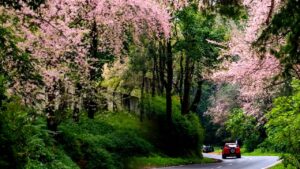  Kalimpong you will get a touch of cherry blossoms in this village