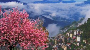 Kalimpong you will get a touch of cherry blossoms in this village