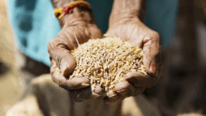 West Bengal Govt Hikes Paddy MSP Rate Under Farmers Scheme