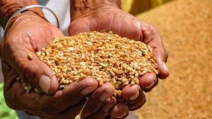 Central Government Plans Ration Quota Shift