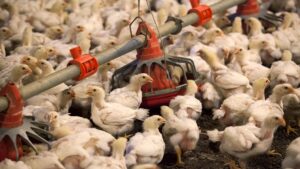 New strain of bird flu found in humans.