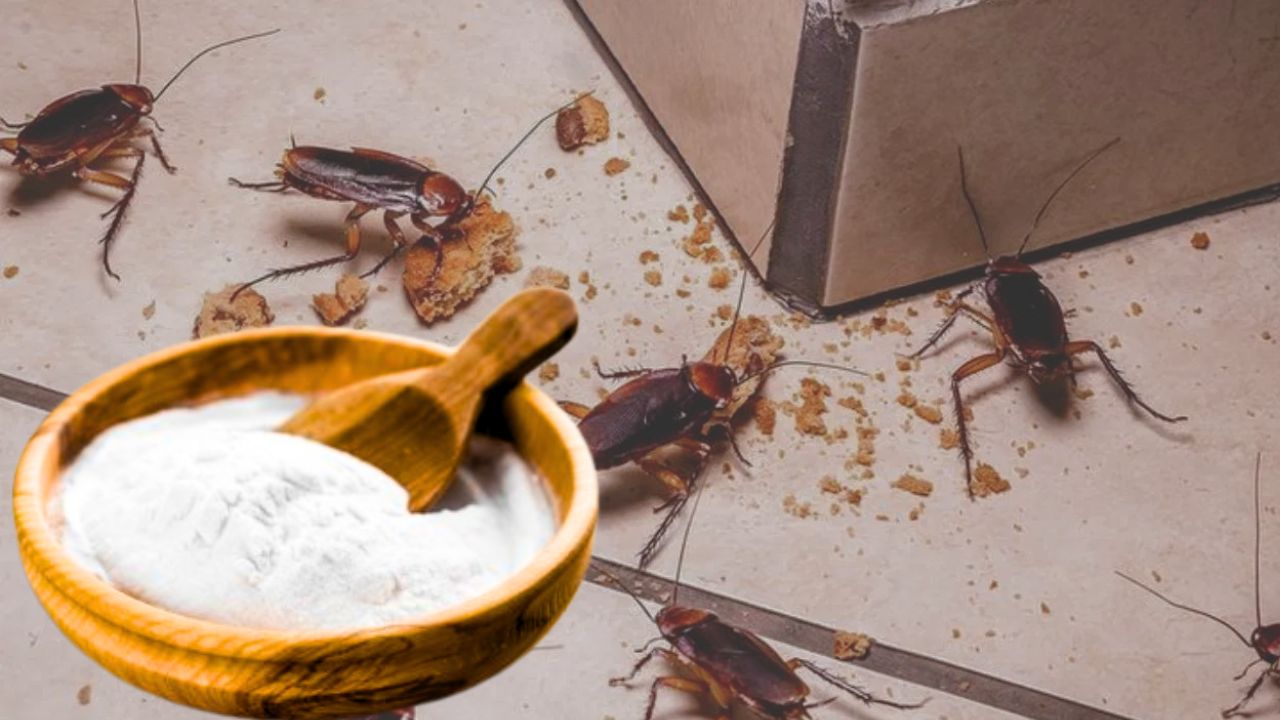 Kitchen Cleaning remove cockroaches naturally not chemically