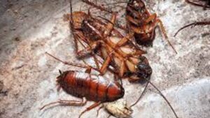Kitchen Cleaning remove cockroaches naturally not chemically