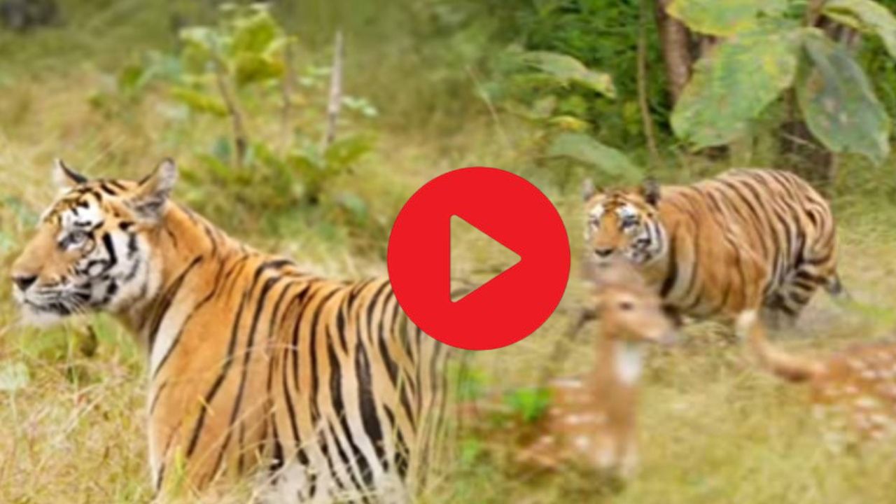 Viral tiger jumps on deer video of him falling into dung goes video