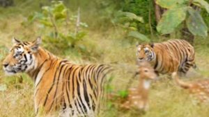  Viral tiger jumps on deer video of him falling into dung goes video