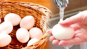 Cooking Tips should you wash eggs before cooking know the expert's opinion