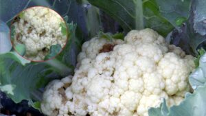 Cleaning Tips get rid of cauliflower pests with a simple trick
