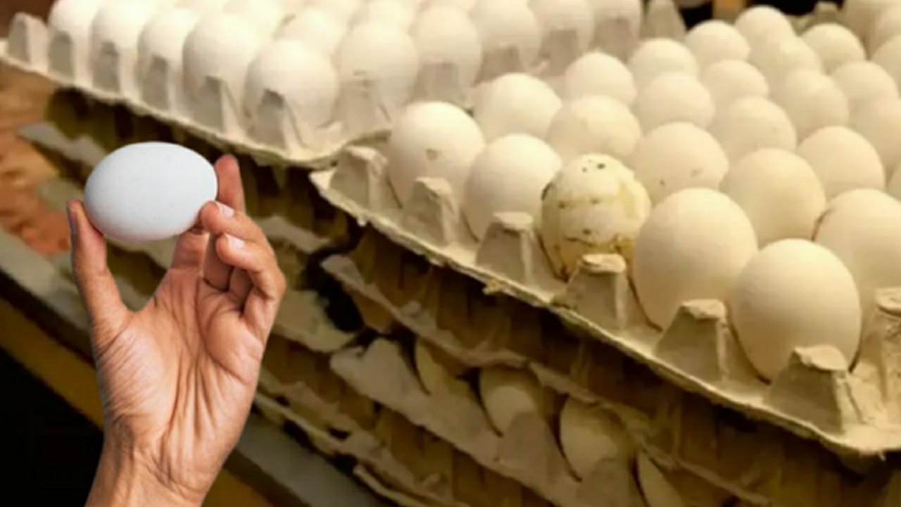 শীত পড়তে না পড়তেই হু হু করে বাড়ল ডিমের দাম, কত খরচা হবে এক ট্রে কিনতে?