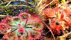 Jhargram Amazon-style carnivorous plant found