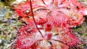 Jhargram Amazon-style carnivorous plant found 