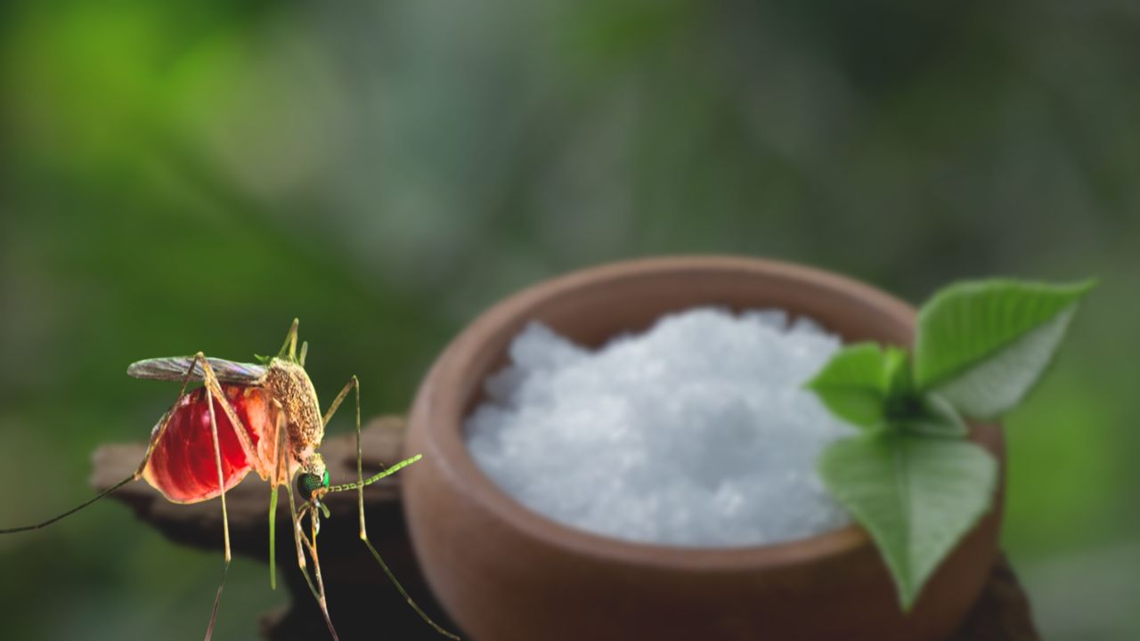 Home Remedy mosquito control without chemicals! Natural tips will provide protection