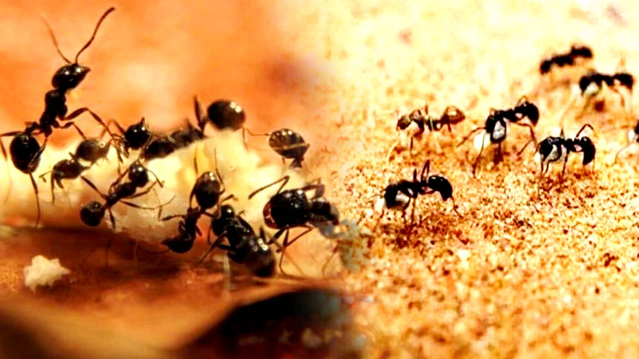 Home Remedies can help you get rid of ant problems