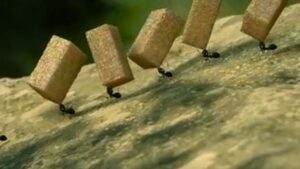Home Remedies can help you get rid of ant problems
