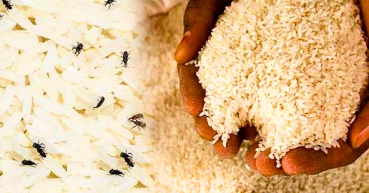 Rice beetles are completely gone learn 6 home remedies