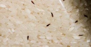 Rice beetles are completely gone learn 6 home remedies