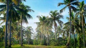 Vastu Tips cutting five trees in the house is prohibited