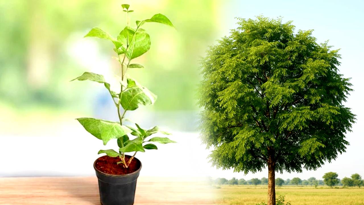 Vastu Tips cutting five trees in the house is prohibited