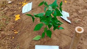 The Nazrul family has raised objections to burying Hadi next to Kazi Nazrul Islam