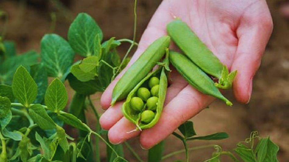Recipe of peas peel mashed