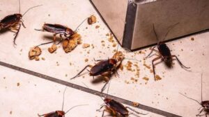 Kitchen Cleaning cockroach problem don't worry you will get relief with this home remedy