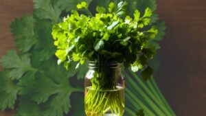 Kitchen Tips coriander not staying fresh even after being kept in the refrigerator find out the reason