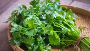 Kitchen Tips coriander leaves going stale in the fridge use this tip
