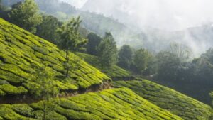 Darjeeling you will be mesmerized when you visit the Ox Tea Garden