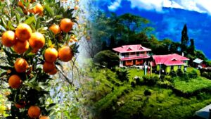 Darjeeling mandarin orange and lemon orchards with GI tag visit without sitting