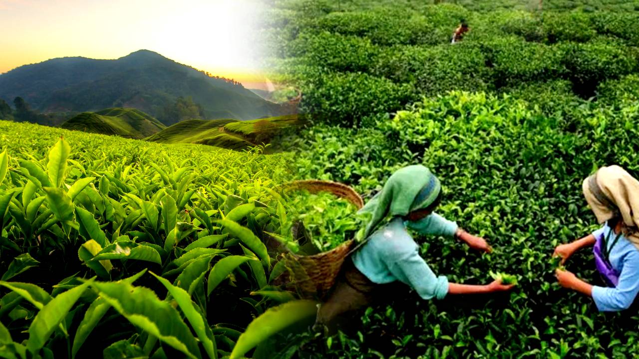 Darjeeling you will be mesmerized when you visit the Ox Tea Garden