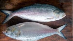Hilsa fish keep these 5 important tips in mind when buying