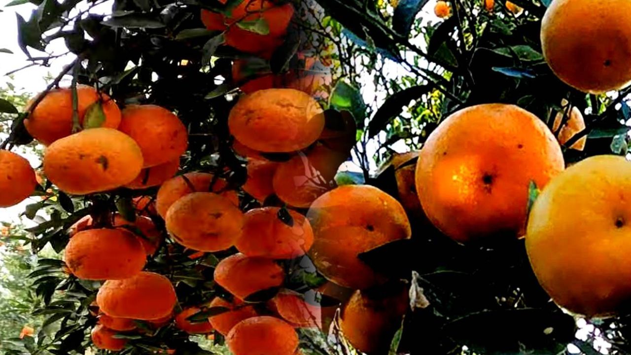 Darjeeling 424 kg of oranges are going to Kolkata with GI recognition