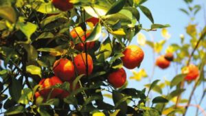 Darjeeling 424 kg of oranges are going to Kolkata with GI recognition