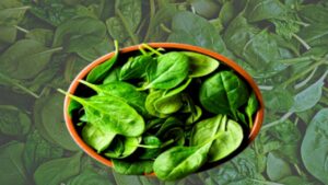 Cooking Tips follow these tips to keep spinach fresh in the fridge during the cold season