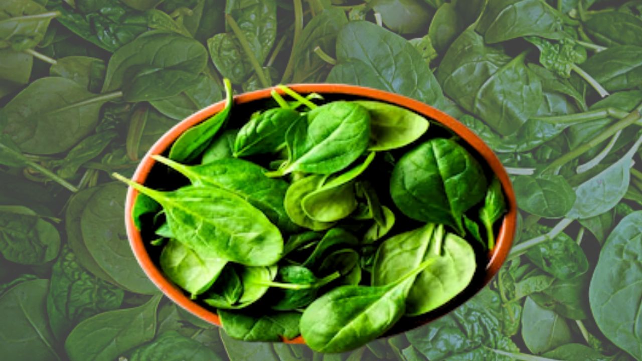 Cooking Tips follow these tips to keep spinach fresh in the fridge during the cold season