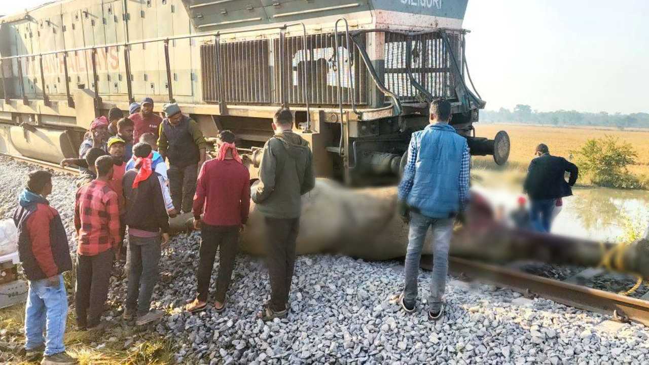 8 elephants were killed in a train accident in Assam.