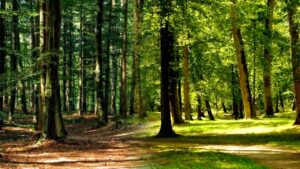 Bakura planning a long drive take a trip to the Dooars region of South Bengal