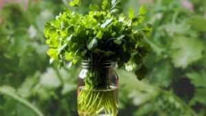 Kitchen Tips coriander leaves going stale in the fridge use this tip