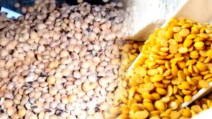 Cooking Tips lentil containers getting infested with insects learn these home remedies