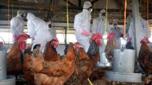 Bird flu alert issued in these Indian states.