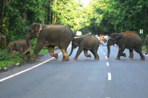In Jharkhand, 22 people have died due to elephant attacks.