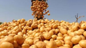 Potato beware adulterated here are some easy tips to identify them at home